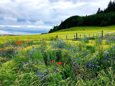 "В краю раздолья лугового"